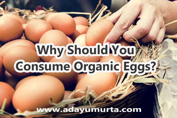 Why Should You Consume Organic Eggs?