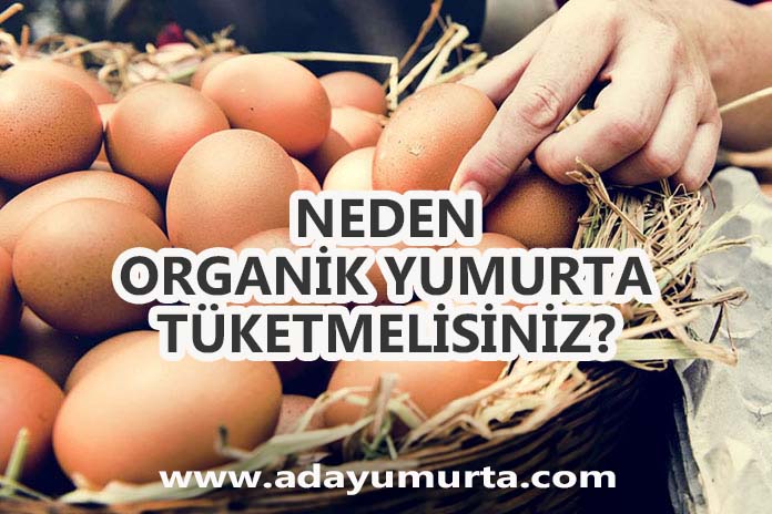 Neden Organik Yumurta Tüketmelisiniz?