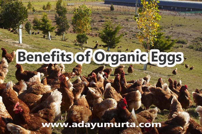 Benefits of Organic Eggs